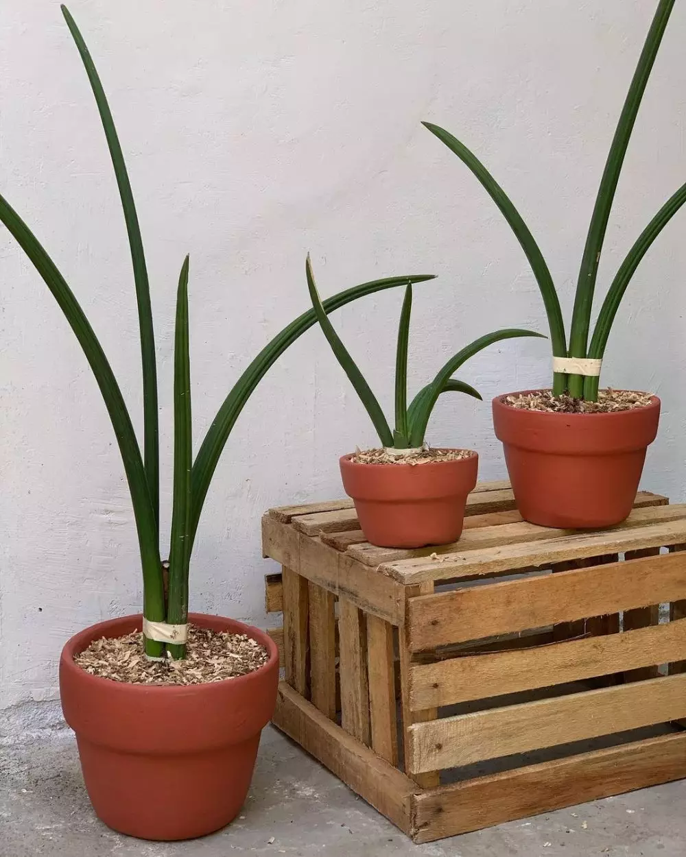 Jenis tanaman lidah mertua © 2020 brilio.net