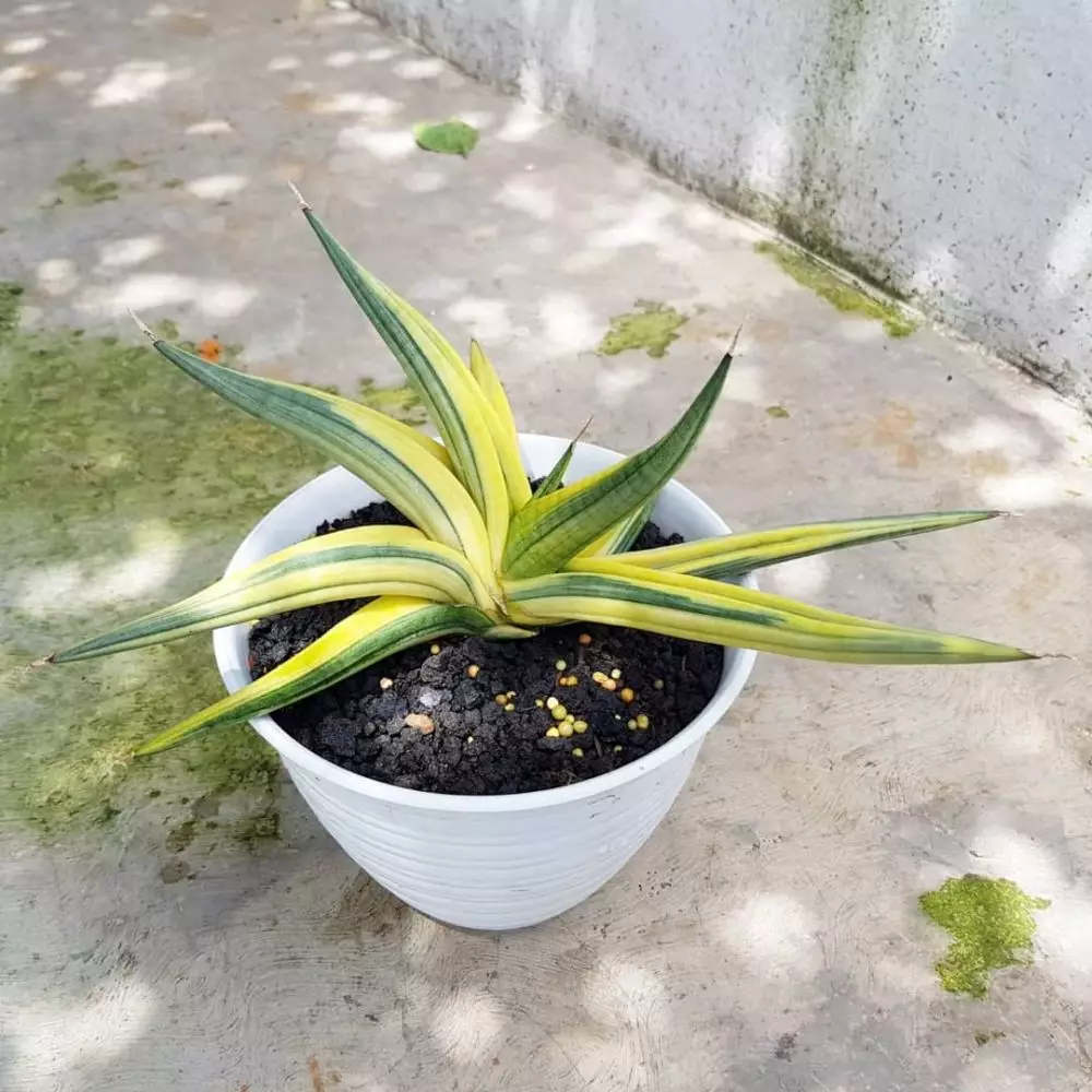 Jenis tanaman lidah mertua © 2020 brilio.net