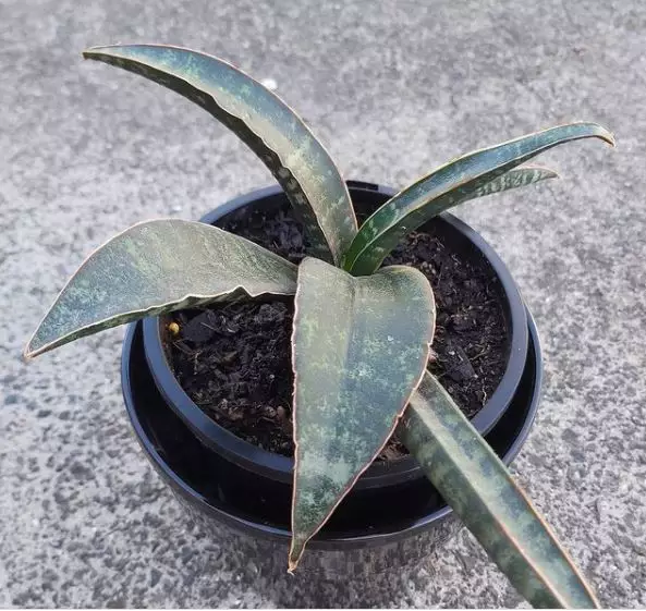 Jenis tanaman lidah mertua © 2020 brilio.net