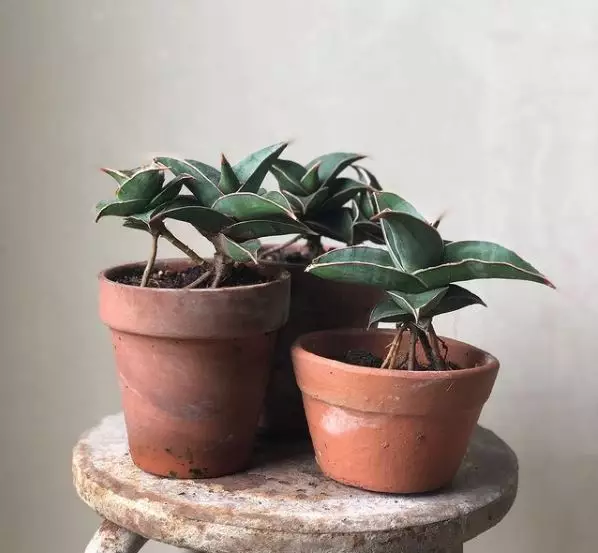 Jenis tanaman lidah mertua © 2020 brilio.net