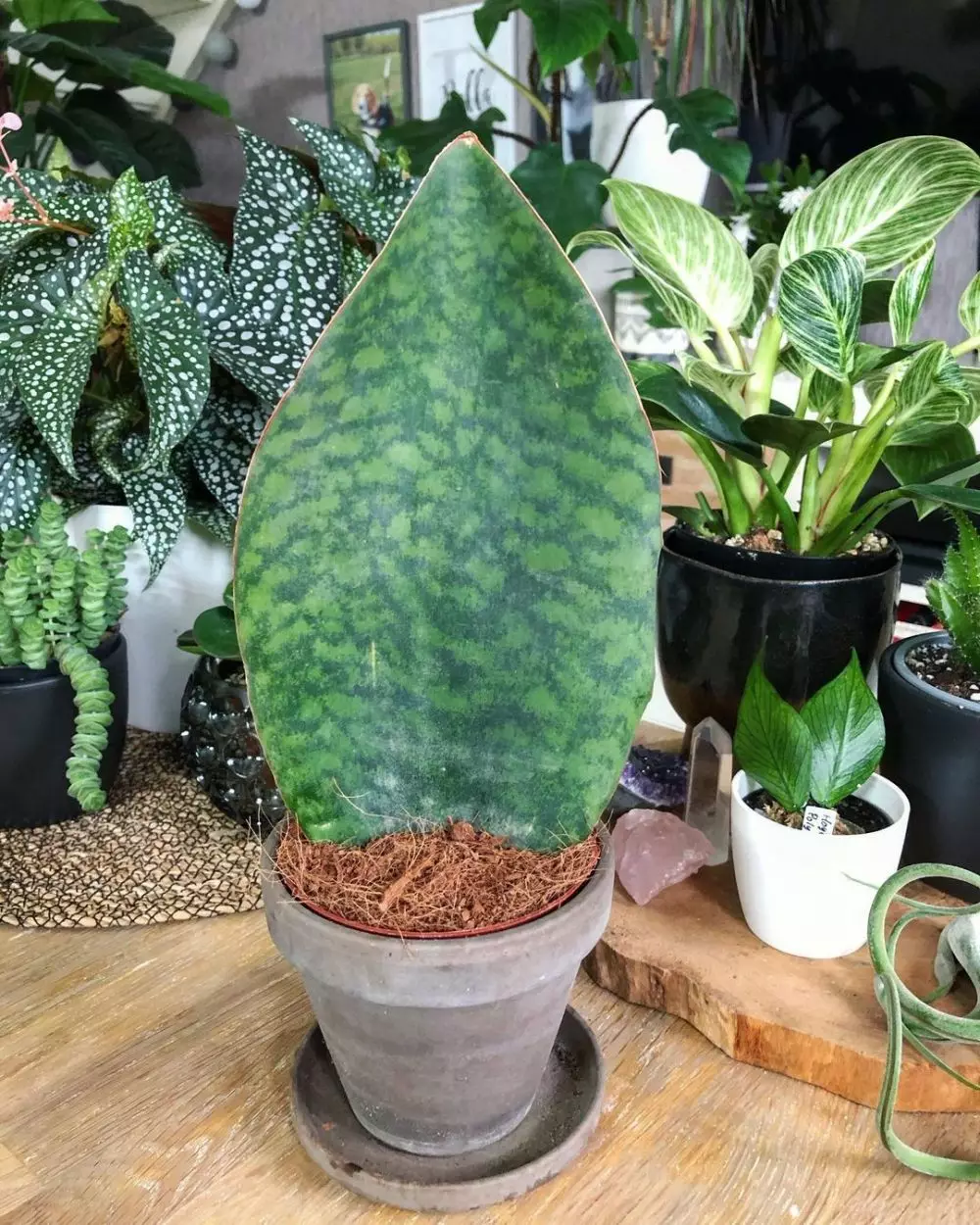 Jenis tanaman lidah mertua © 2020 brilio.net