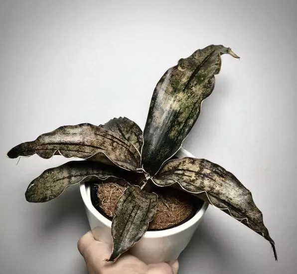 Jenis tanaman lidah mertua © 2020 brilio.net