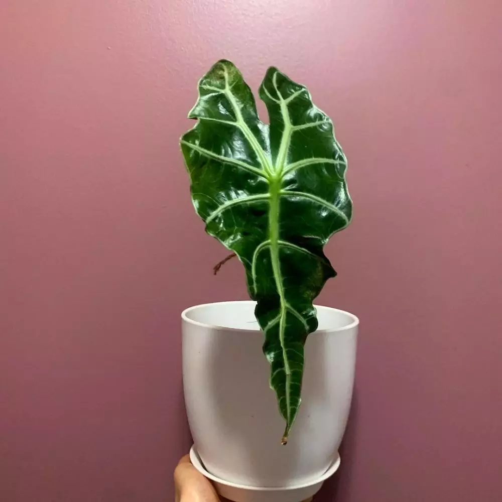 Cara menanam dan merawat alocasia © 2020 brilio.net/ Instagram/ freepik Cara menanam dan merawat alocasia © 2020 brilio.net/ Instagram/ freepik