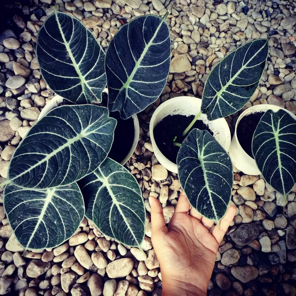 Cara menanam dan merawat alocasia © 2020 brilio.net/ Instagram/ freepik Cara menanam dan merawat alocasia © 2020 brilio.net/ Instagram/ freepik