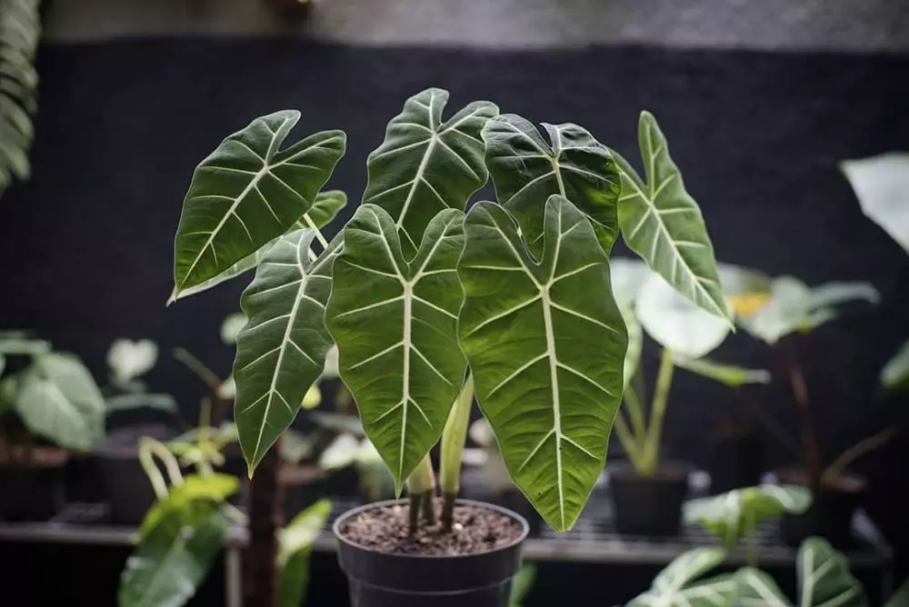 Cara menanam dan merawat alocasia © 2020 brilio.net/ Instagram/ freepik Cara menanam dan merawat alocasia © 2020 brilio.net/ Instagram/ freepik