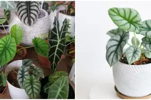 5 Cara menanam dan merawat alocasia agar tumbuh subur serta memesona