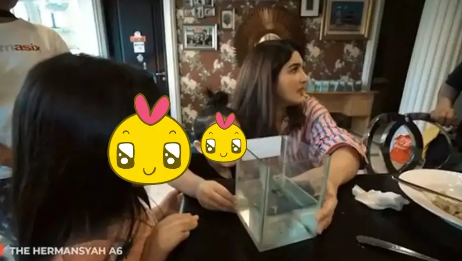 7 Seleb ikan cupang © YouTube 7 Seleb ikan cupang © YouTube