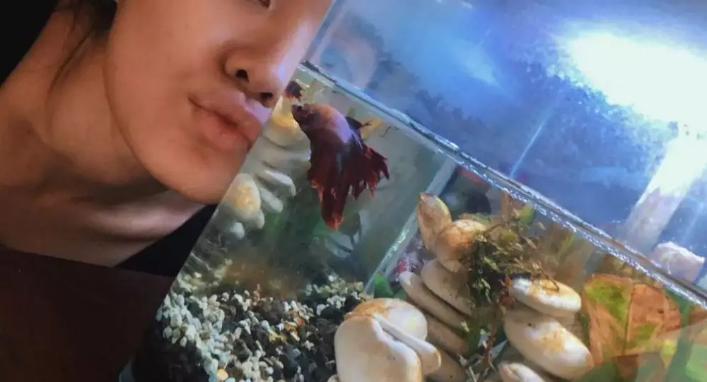 7 Seleb ikan cupang © Instagram 7 Seleb ikan cupang © Instagram