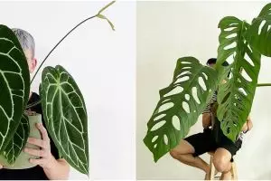 15 Jenis tanaman hias daun, beri efek segar di luar dan dalam rumah