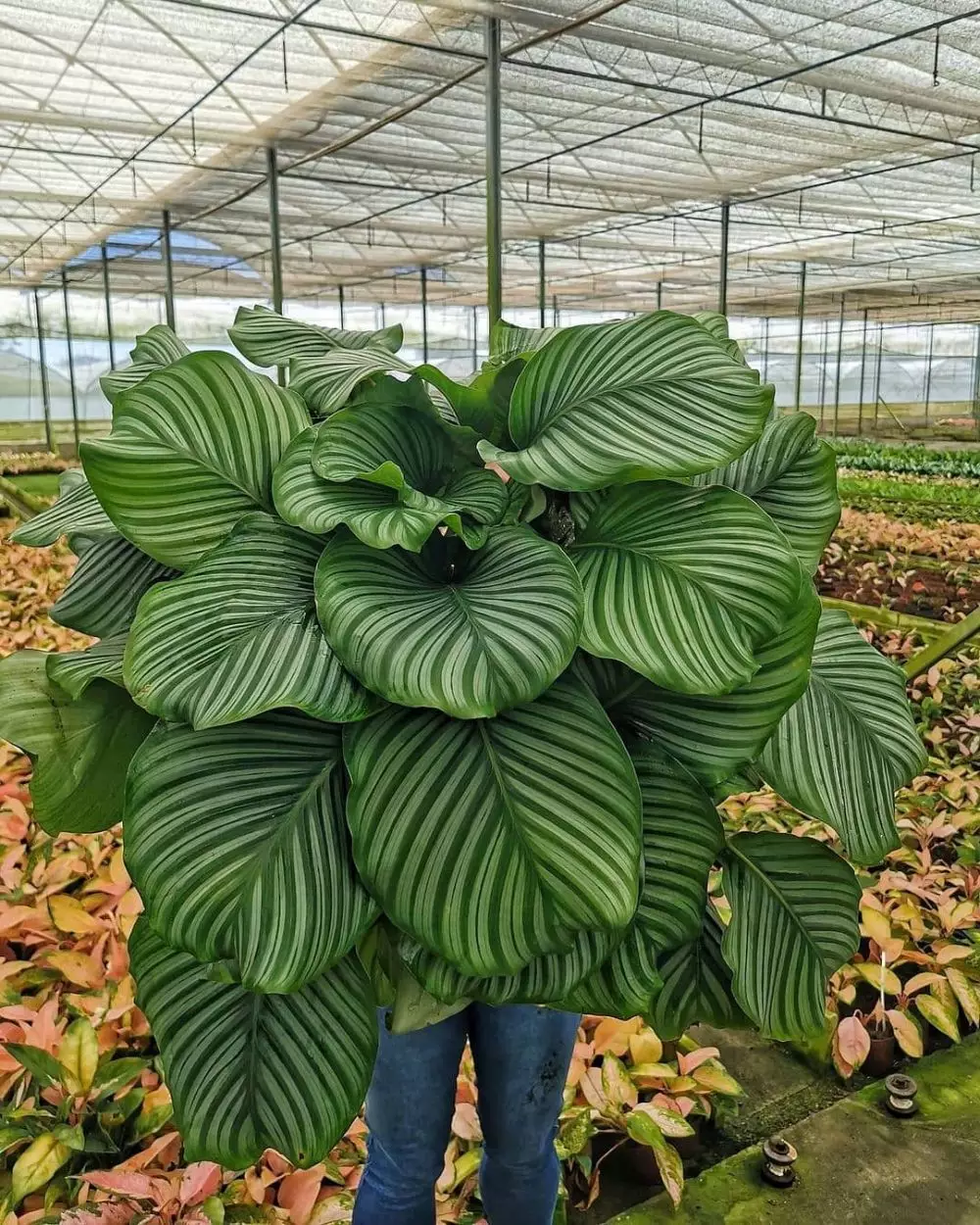 Jenis tanaman hias calathea © 2020 brilio.net Jenis tanaman hias calathea © 2020 brilio.net