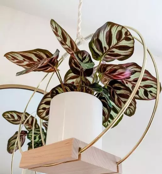 Jenis tanaman hias calathea © 2020 brilio.net Jenis tanaman hias calathea © 2020 brilio.net