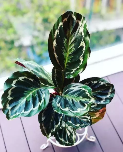 Jenis tanaman hias calathea © 2020 brilio.net Jenis tanaman hias calathea © 2020 brilio.net