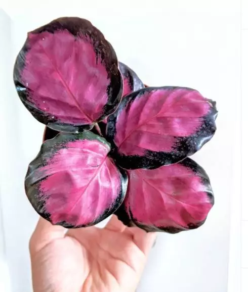 Jenis tanaman hias calathea © 2020 brilio.net Jenis tanaman hias calathea © 2020 brilio.net