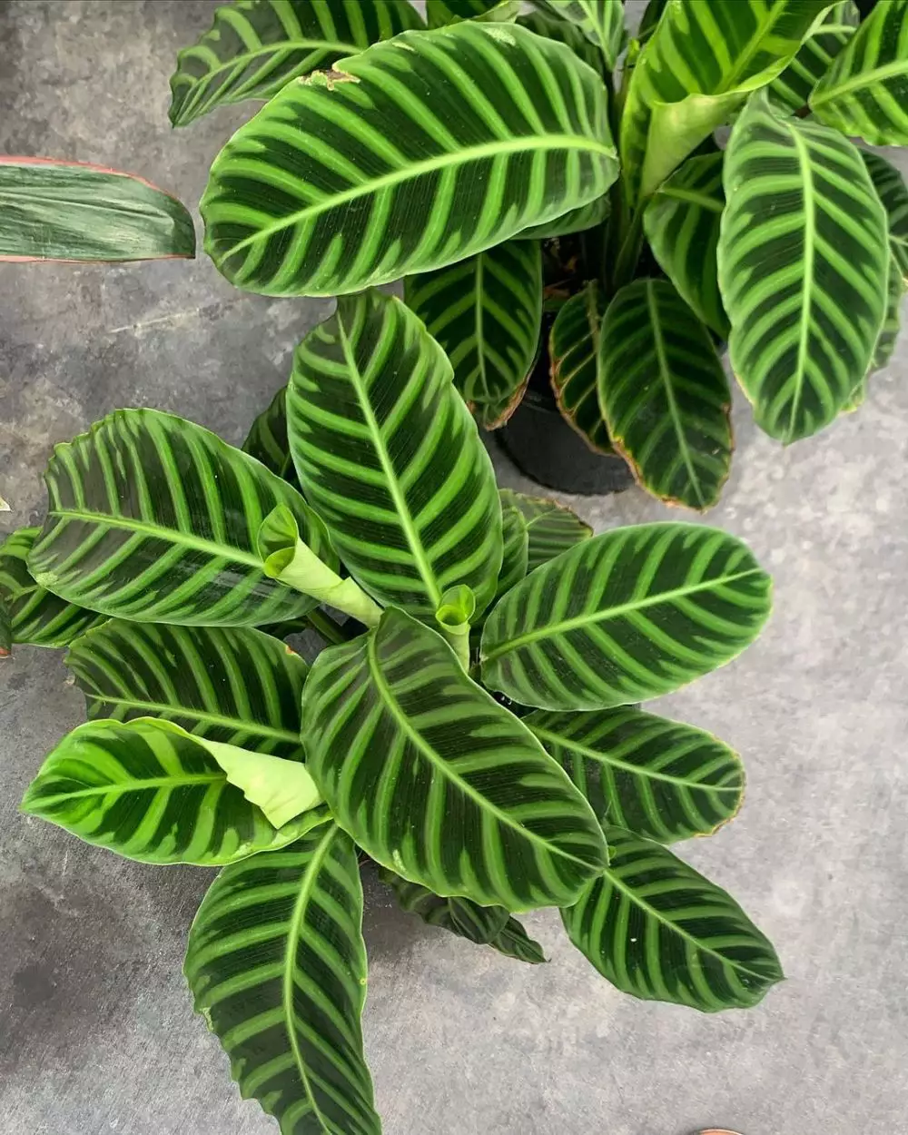 Jenis tanaman hias calathea © 2020 brilio.net Jenis tanaman hias calathea © 2020 brilio.net