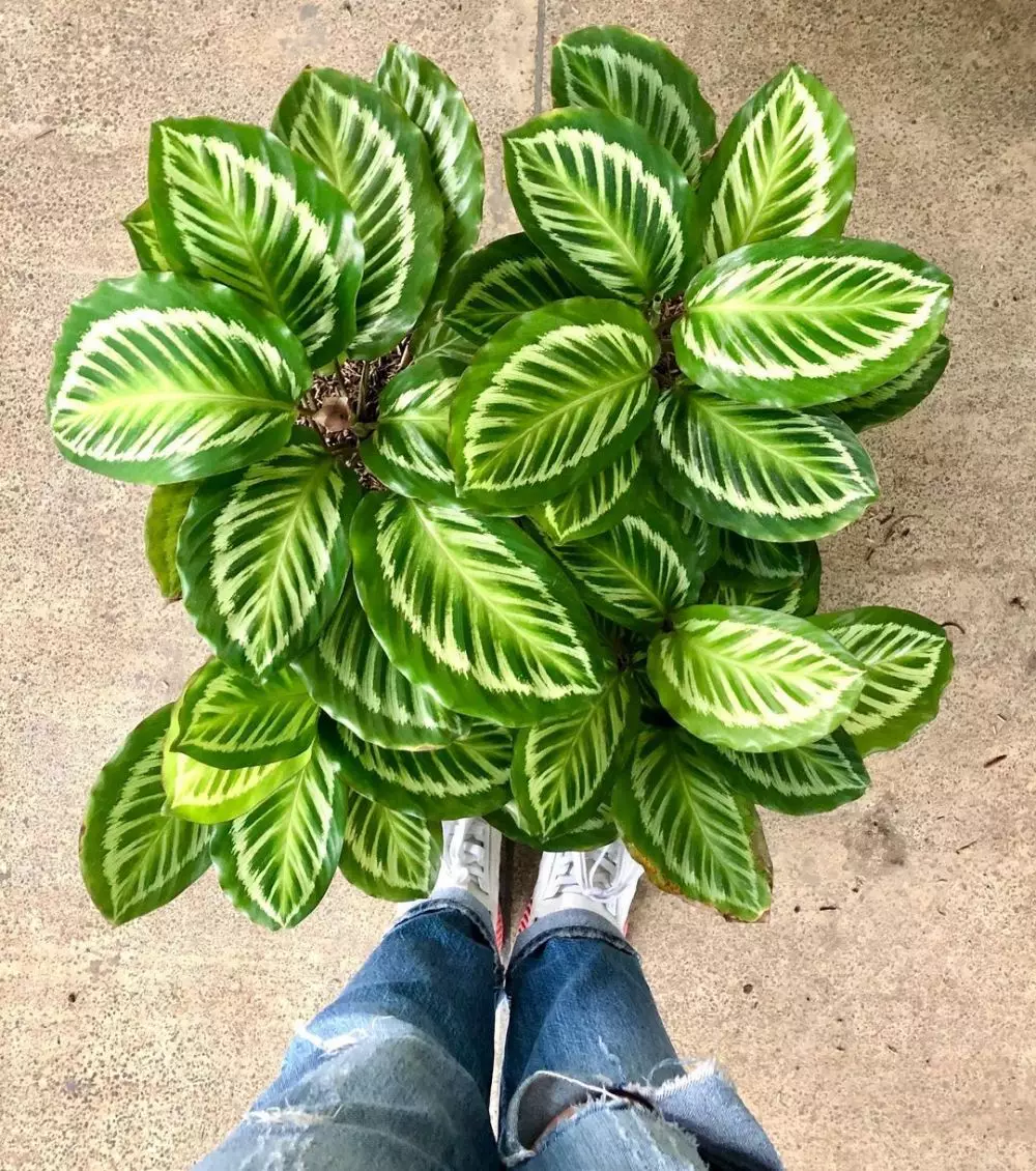 Jenis tanaman hias calathea © 2020 brilio.net Jenis tanaman hias calathea © 2020 brilio.net