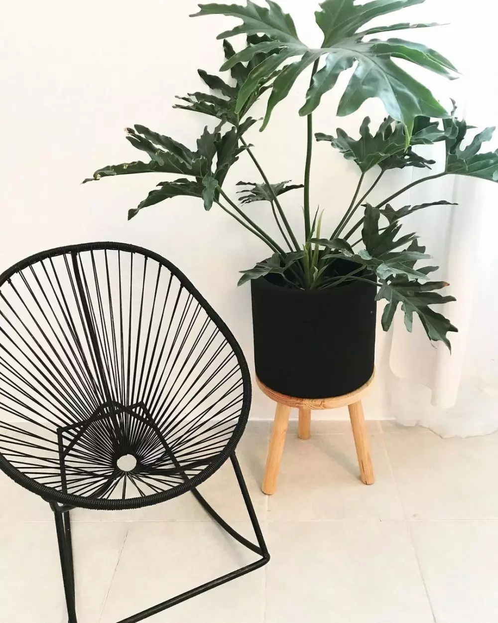 Jenis tanaman philodendron © 2020 brilio.net Jenis tanaman philodendron © 2020 brilio.net