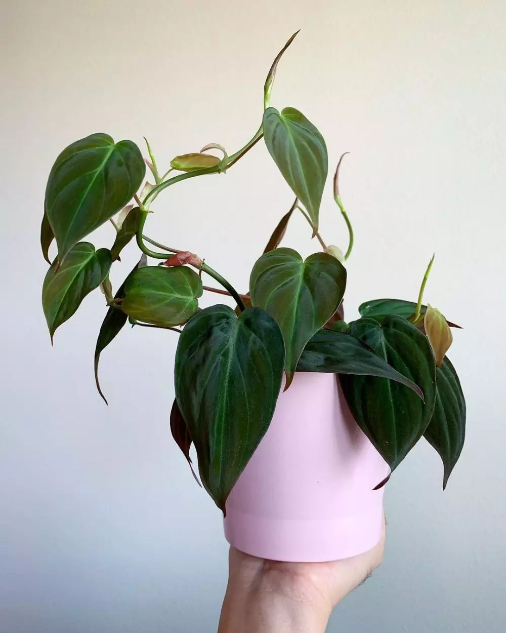 Jenis tanaman philodendron © 2020 brilio.net Jenis tanaman philodendron © 2020 brilio.net