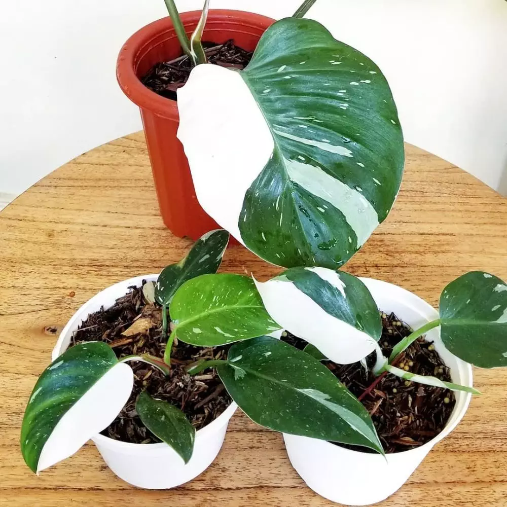 Jenis tanaman philodendron © 2020 brilio.net Jenis tanaman philodendron © 2020 brilio.net