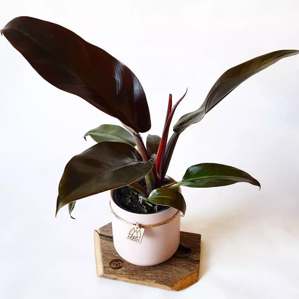 Jenis tanaman philodendron © 2020 brilio.net Jenis tanaman philodendron © 2020 brilio.net