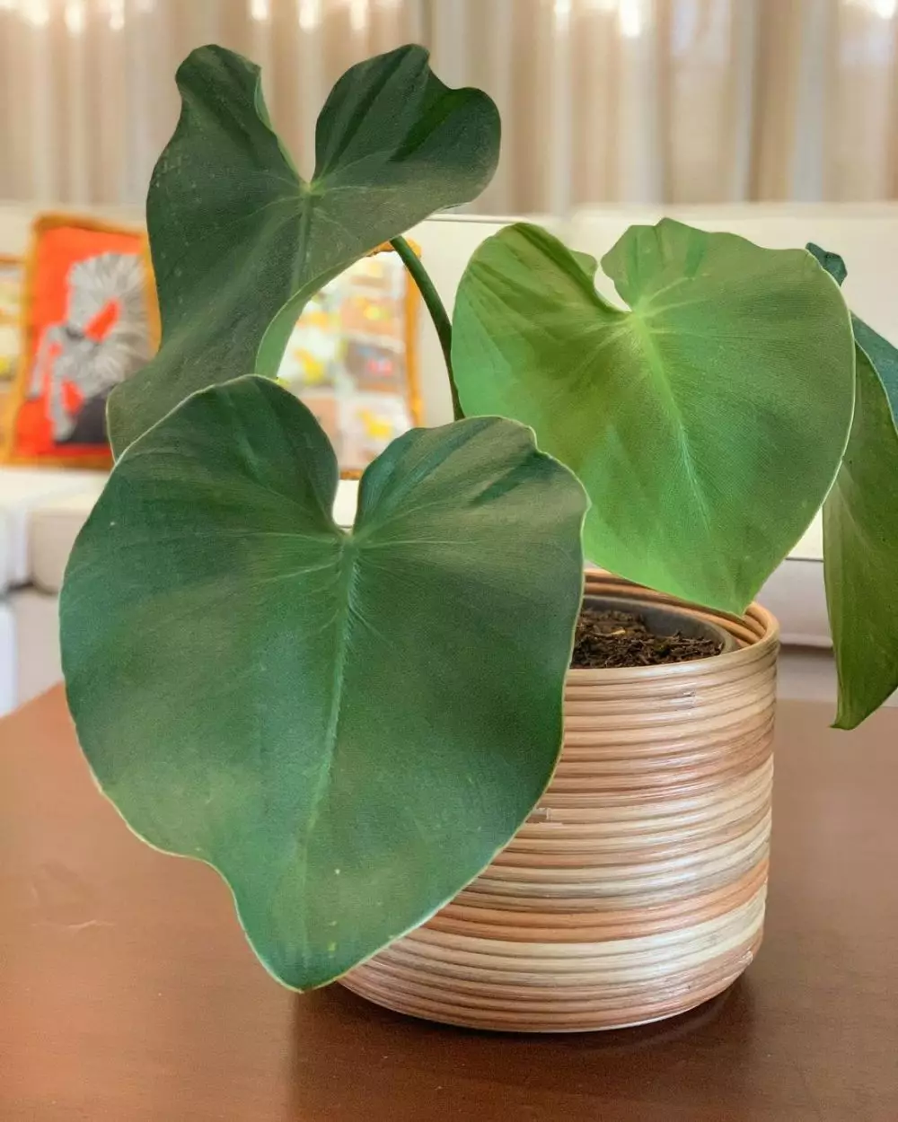 Jenis tanaman philodendron © 2020 brilio.net Jenis tanaman philodendron © 2020 brilio.net