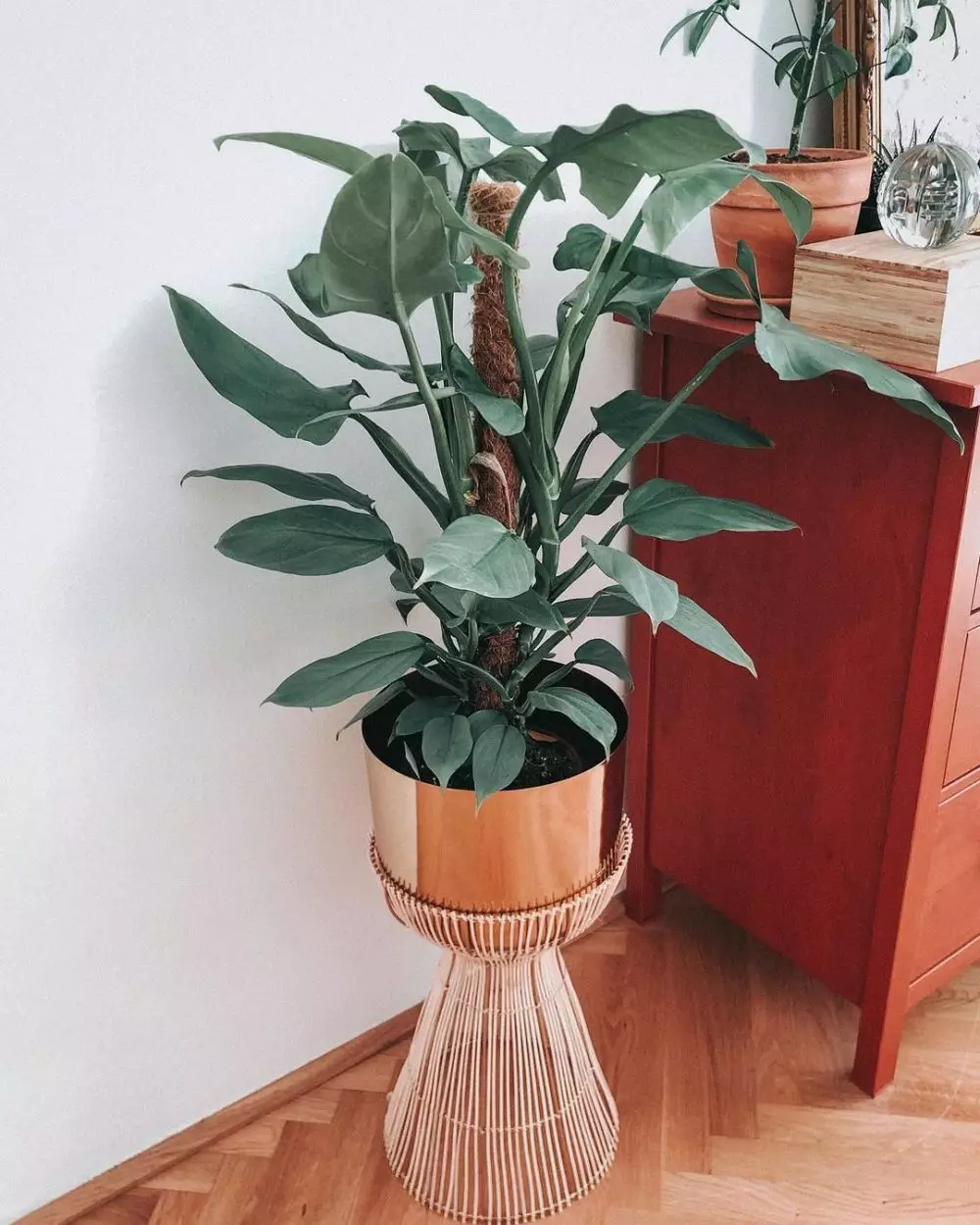 Jenis tanaman philodendron © 2020 brilio.net Jenis tanaman philodendron © 2020 brilio.net