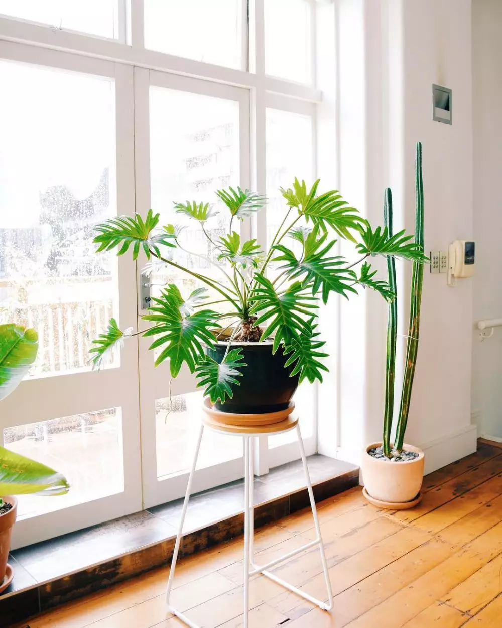 Jenis tanaman philodendron © 2020 brilio.net Jenis tanaman philodendron © 2020 brilio.net