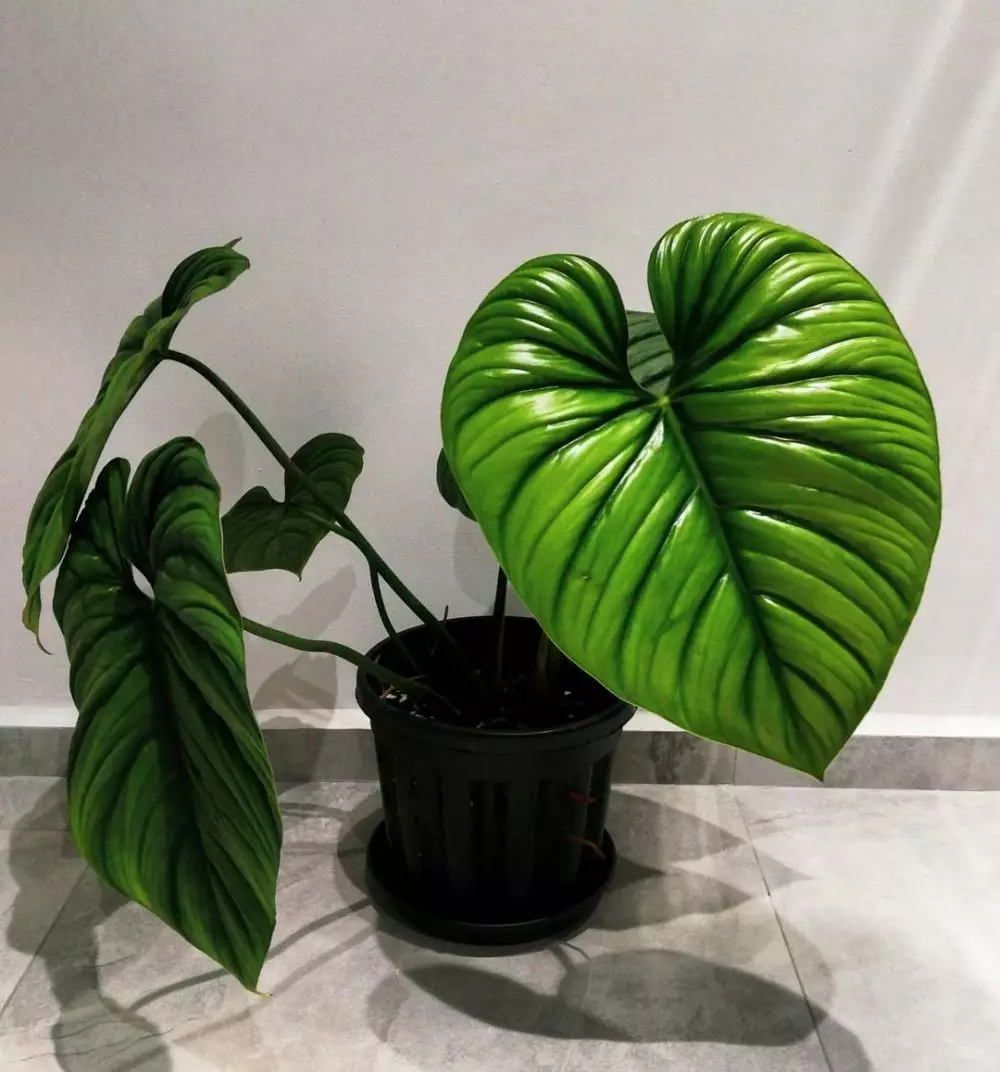 Jenis tanaman philodendron © 2020 brilio.net Jenis tanaman philodendron © 2020 brilio.net