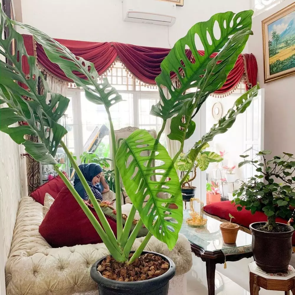 potret rumah mama rachel vennya © Instagram