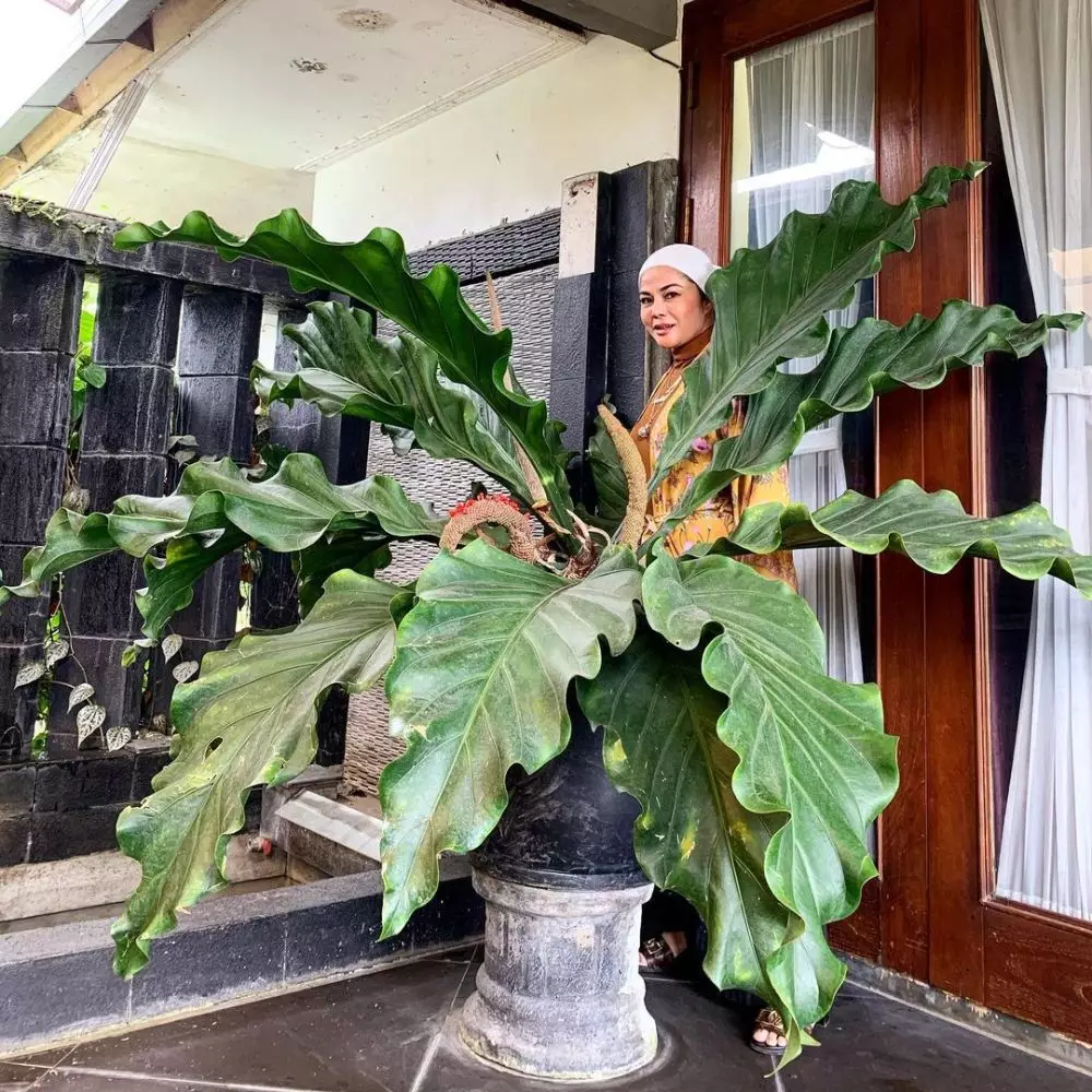 potret rumah mama rachel vennya © Instagram