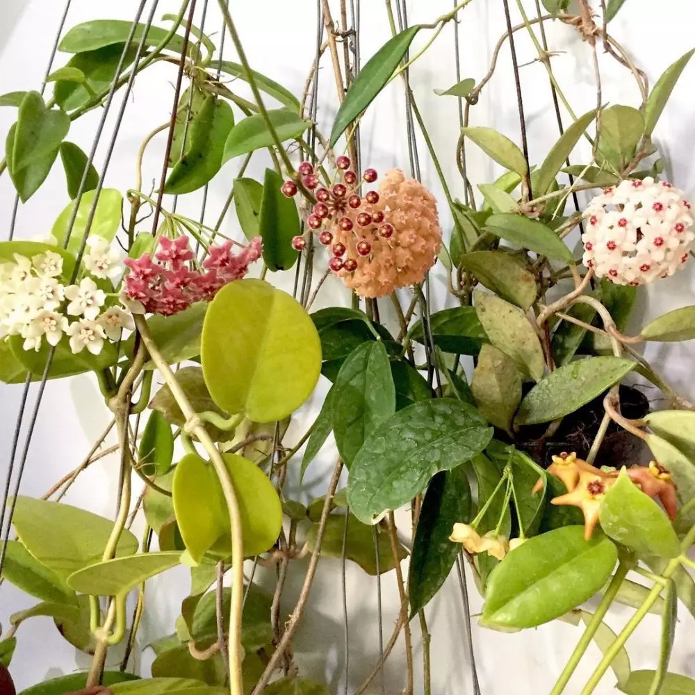 Cara merawat tanaman hias hoya © 2020 brilio.net freepik / Instagram