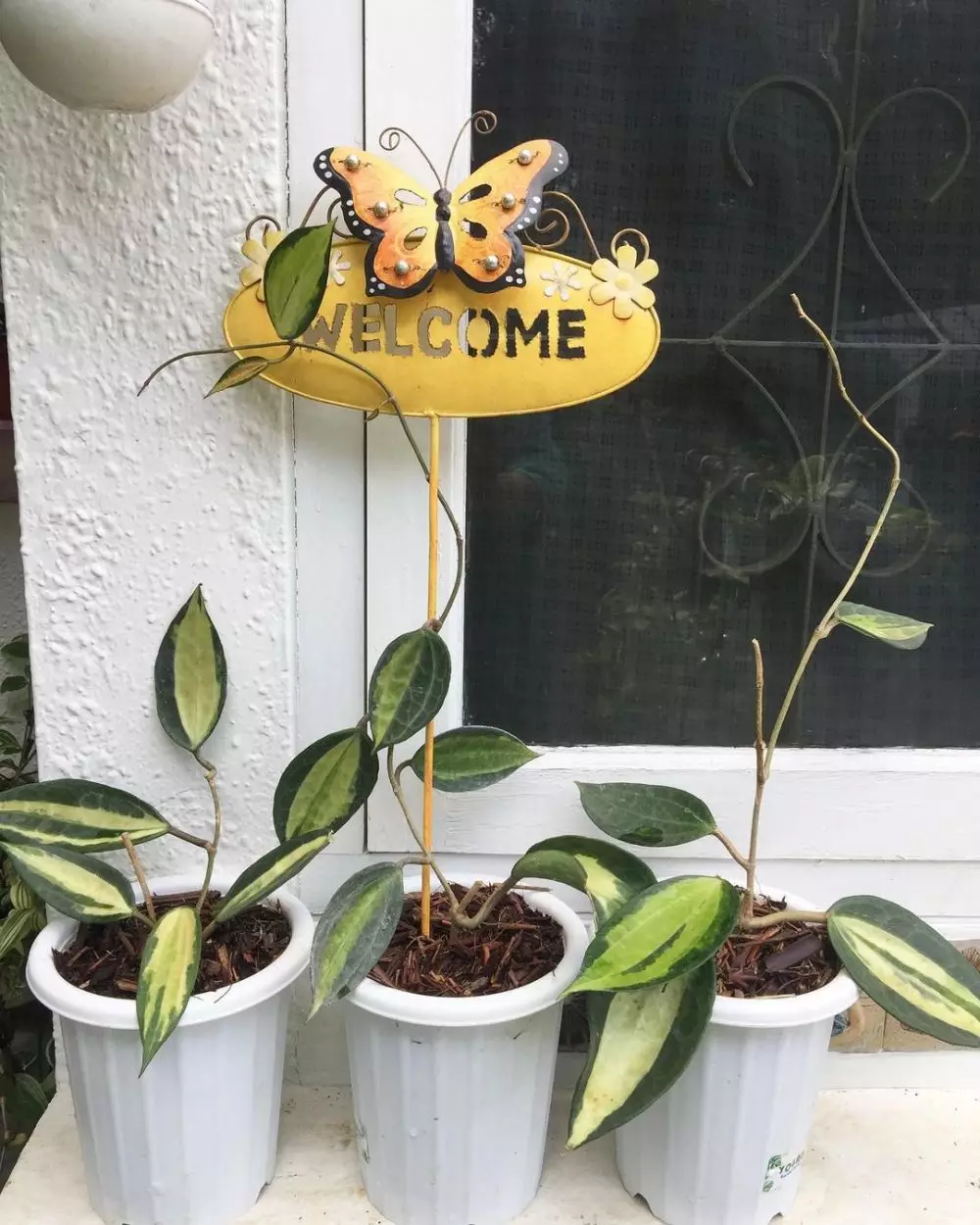 Cara merawat tanaman hias hoya © 2020 brilio.net freepik / Instagram