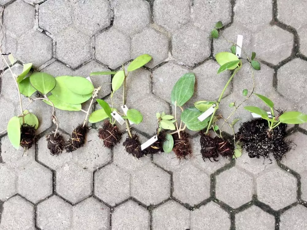 Cara merawat tanaman hias hoya © 2020 brilio.net freepik / Instagram