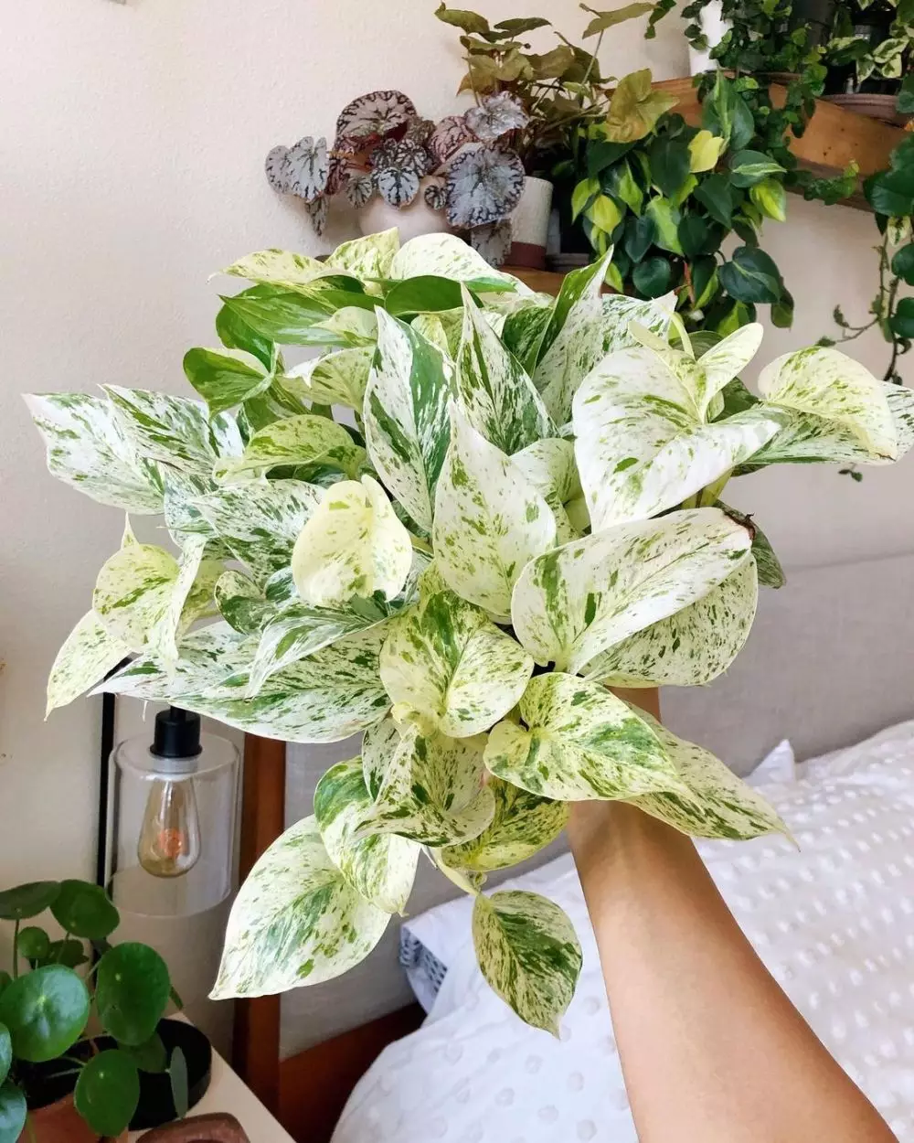 Jenis tanaman sirih gading © 2020 brilio.net Jenis tanaman sirih gading © 2020 brilio.net