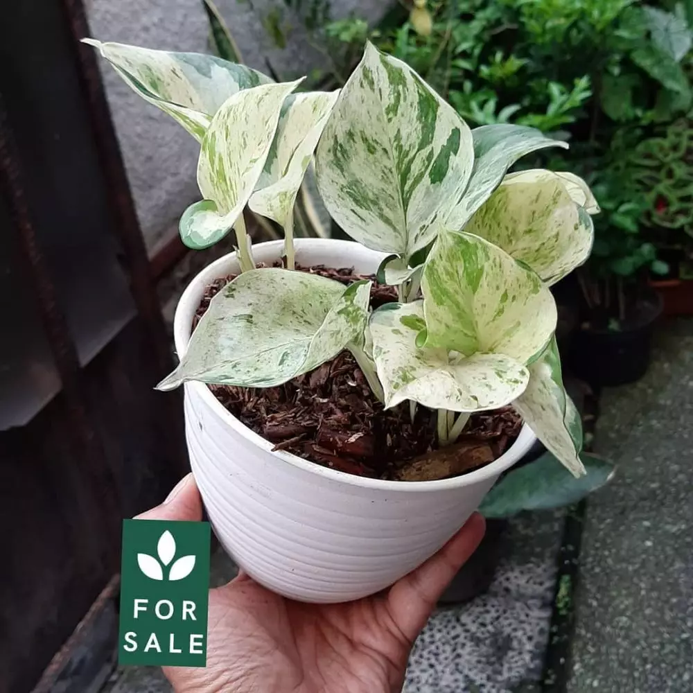 Jenis tanaman sirih gading © 2020 brilio.net Jenis tanaman sirih gading © 2020 brilio.net