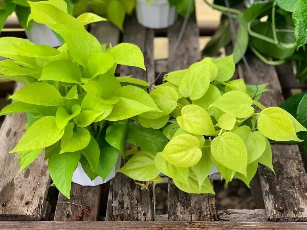 Jenis tanaman sirih gading © 2020 brilio.net Jenis tanaman sirih gading © 2020 brilio.net