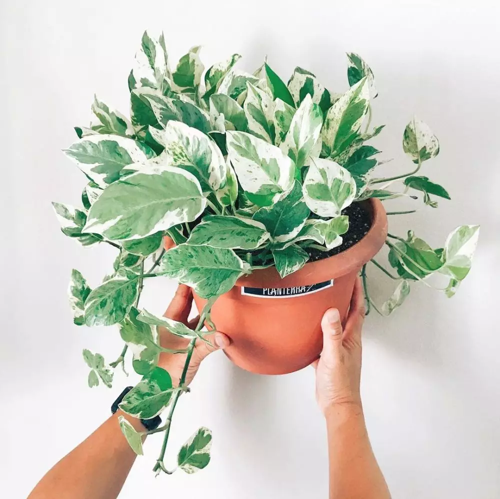 Jenis tanaman sirih gading © 2020 brilio.net Jenis tanaman sirih gading © 2020 brilio.net