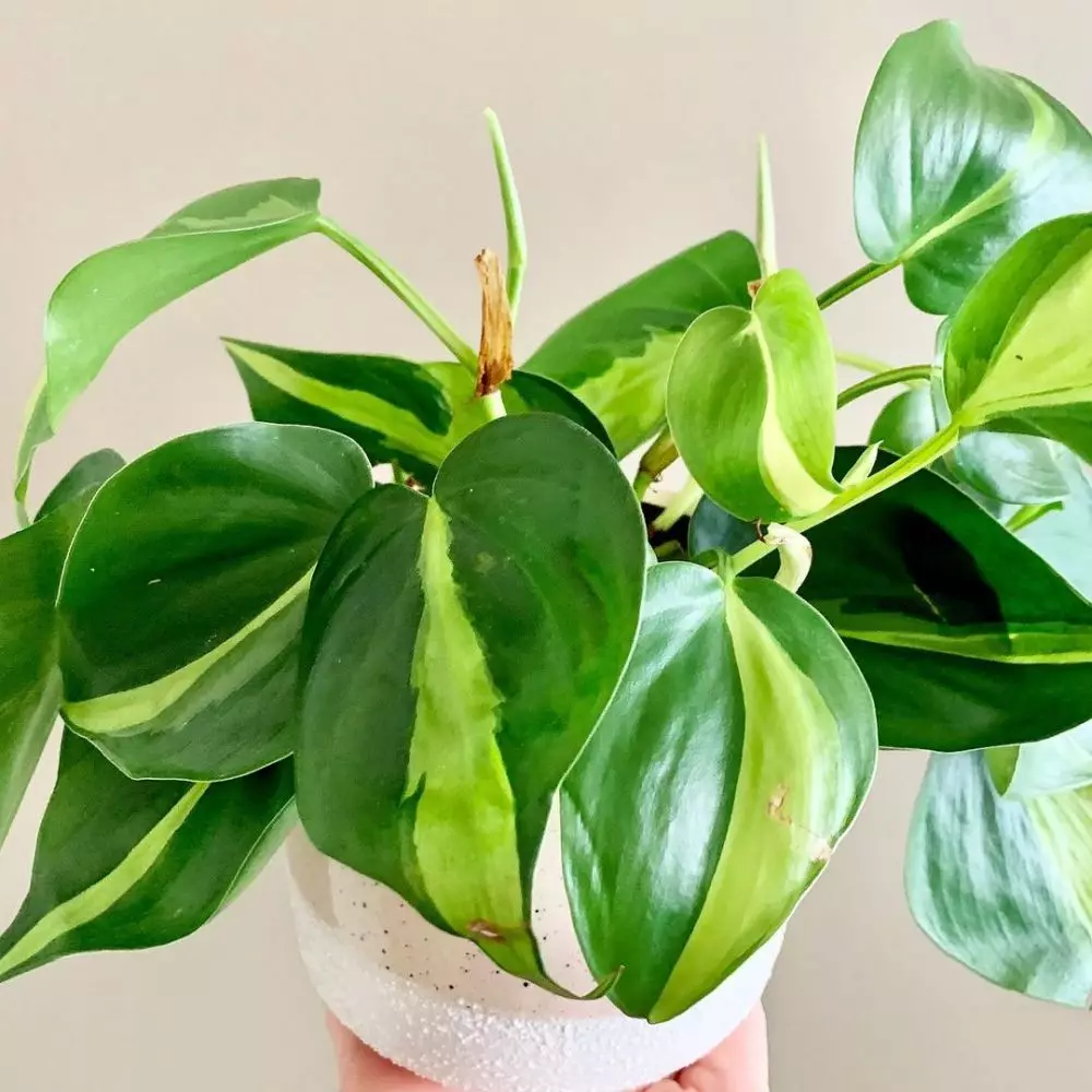 Jenis tanaman sirih gading © 2020 brilio.net Jenis tanaman sirih gading © 2020 brilio.net