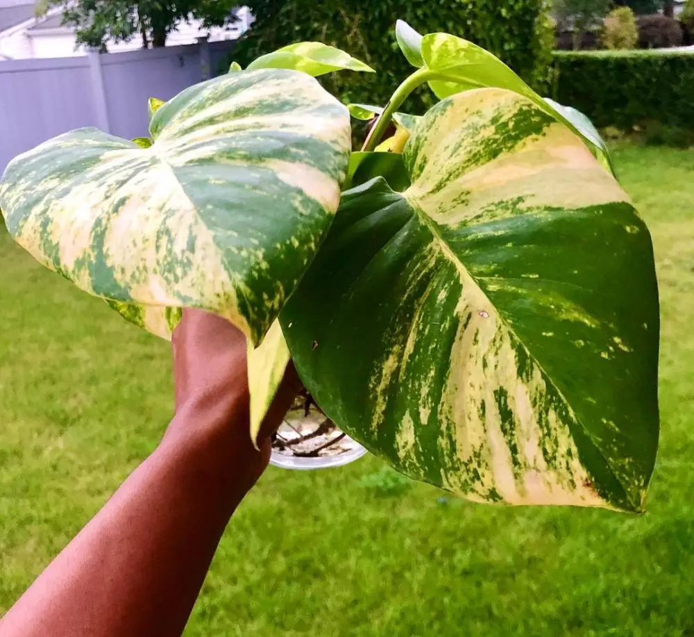 Jenis tanaman sirih gading © 2020 brilio.net Jenis tanaman sirih gading © 2020 brilio.net