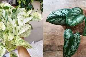 10 Jenis tanaman sirih gading dengan corak menarik, bisa jadi dekorasi