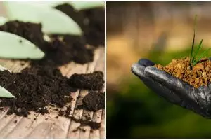 Awas, ini 5 akibat negatif penggunaan pupuk berlebih pada tanaman