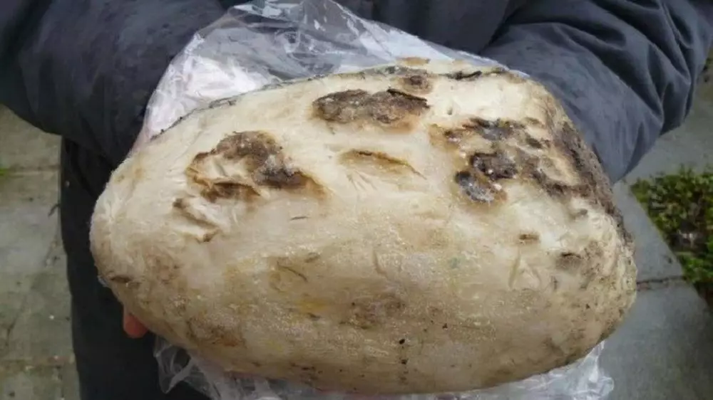 nelayan thailand temukan ambergris © Berbagai Sumber