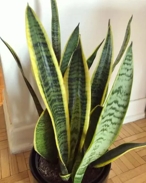 Jenis tanaman hias indoor © 2020 brilio.net