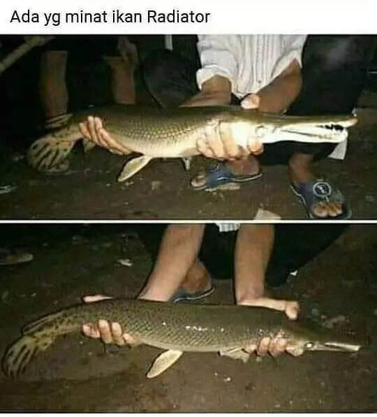 orang gagal pamer Berbagai sumber orang gagal pamer Berbagai sumber