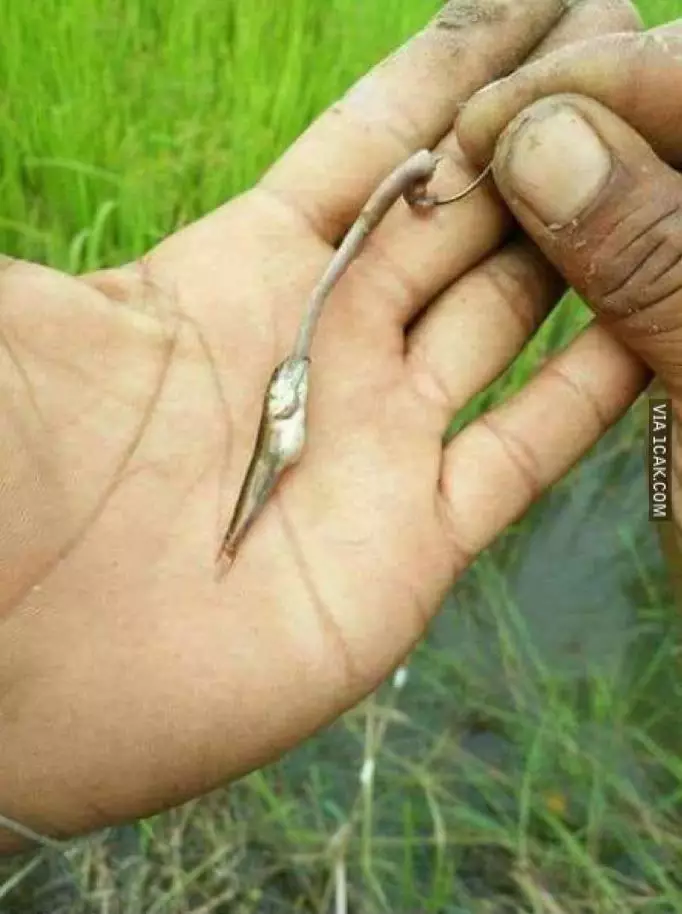 orang gagal pamer Berbagai sumber orang gagal pamer Berbagai sumber