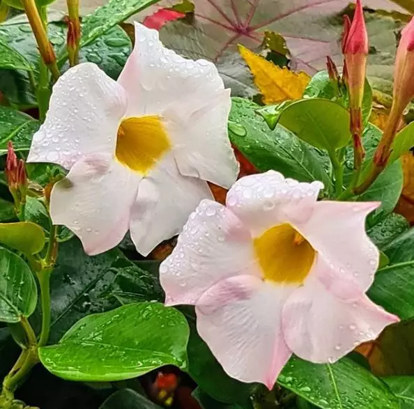 Jenis tanaman hias outdoor © 2020 brilio.net