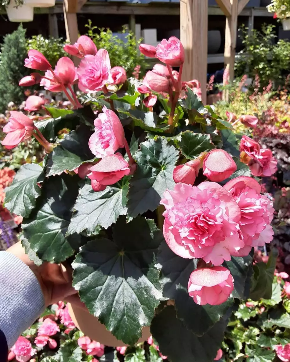 Jenis tanaman hias outdoor © 2020 brilio.net