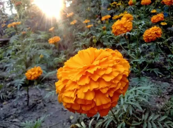 Jenis tanaman hias outdoor © 2020 brilio.net