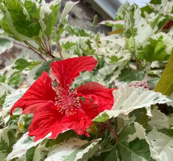 Jenis tanaman hias outdoor © 2020 brilio.net