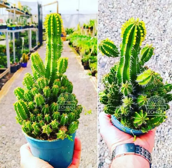 Jenis tanaman hias outdoor © 2020 brilio.net