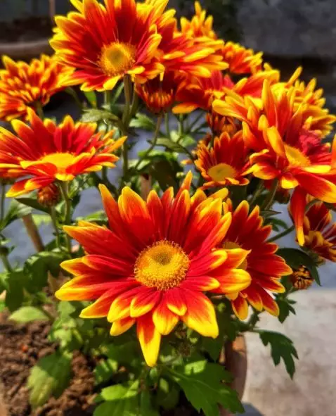 Jenis tanaman hias outdoor © 2020 brilio.net